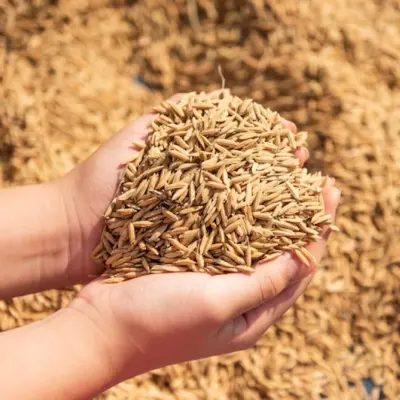 Sekam padi kering untuk kebutuhan pertanian dan industri